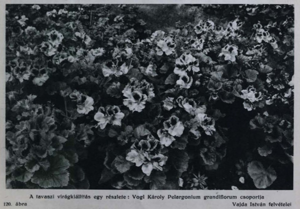 Az 1931-es virágkiállítás képe Vogl Károly muskátlijairól