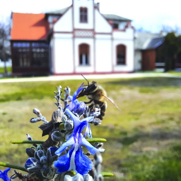 Beporzók napja a Herrich-Kiss villában 2024. március 9.